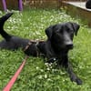 Buffy auf Pflegestelle 76684 Östringen