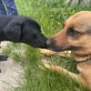 Buffy auf Pflegestelle 76684 Östringen