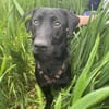 Buffy auf Pflegestelle 76684 Östringen