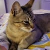 Pachi Verschmuster Tiger sucht Familie