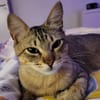Pachi Verschmuster Tiger sucht Familie
