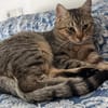 Pachi Verschmuster Tiger sucht Familie