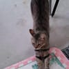 Pachi Verschmuster Tiger sucht Familie