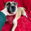 liebenswerte Hündin sucht Lebensglück