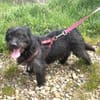 Dodi sucht ein liebevolles Zuhause