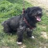 Dodi sucht ein liebevolles Zuhause