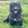 Dodi sucht ein liebevolles Zuhause