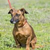 Csusza, eine selbstbewusste Hundedame