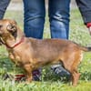 Csusza, eine selbstbewusste Hundedame
