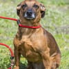 Csusza, eine selbstbewusste Hundedame