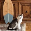 Jonny Stattlicher Kater sucht  Familie