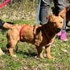 Sheron auf Pflegestelle 91058 Erlangen
