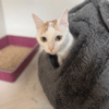 LADY A17406