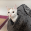 LADY A17406
