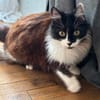 FÉLICITA