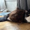 FÉLICITA