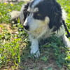 BALTO
