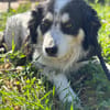 BALTO