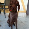 KIARA la belle setter chocolat