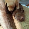 KIARA la belle setter chocolat