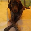 KIARA la belle setter chocolat