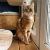 Pépin