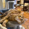 Pépin