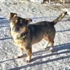 Bobby, der Liebe
