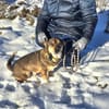 Bobby, der Liebe