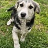 Witziger kleiner Rudi sucht Familie
