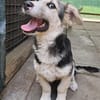 Witziger kleiner Rudi sucht Familie