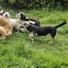 Witziger kleiner Rudi sucht Familie