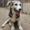 Witziger kleiner Rudi sucht Familie