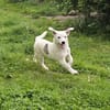 Süße kleine Molly sucht liebe Familie