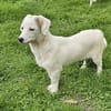 Süße kleine Molly sucht liebe Familie