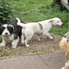 Süße kleine Molly sucht liebe Familie