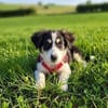 Cody der kleine Kokoni-Mix