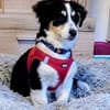 Cody der kleine Kokoni-Mix