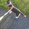 Cody der kleine Kokoni-Mix