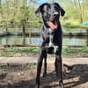 Pizzy/Shadow  sucht ein neues Zuhause