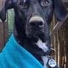 Pizzy/Shadow  sucht ein neues Zuhause