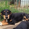 Polly, sucht Gebogenheit