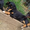Polly, sucht Gebogenheit