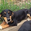 Polly, sucht Gebogenheit