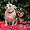 FÜRI und DOBBY-CHI, ein tolles Team