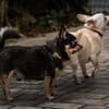 FÜRI und DOBBY-CHI, ein tolles Team