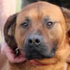 Bruno - kinderlieber Familienhund
