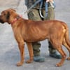Bruno - kinderlieber Familienhund