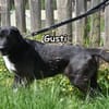 GUSTI
