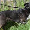 GUSTI
